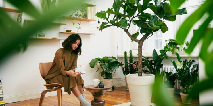 rośliny do domu jakie?