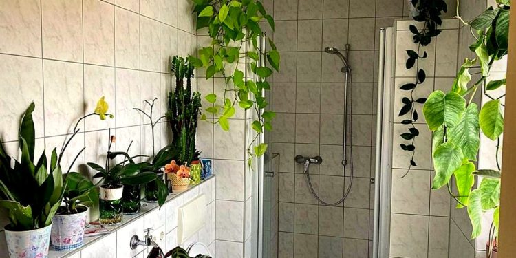 Rośliny w sam raz do ciemnej łazienki (1)