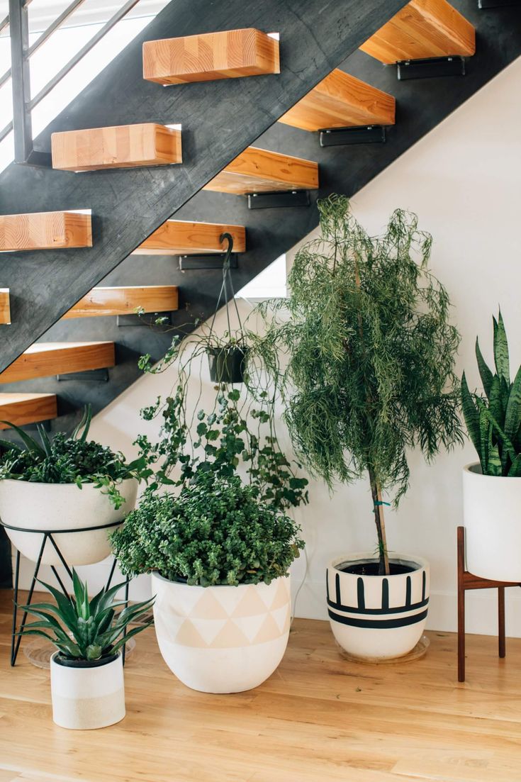 Funkie hosta o szerokich liściach w różnych odcieniach zieleni pod schodami