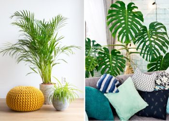 W przestronnym salonie wysokie palmy i monstery tworzą relaksującą, tropikalną atmosferę