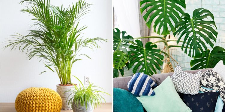 W przestronnym salonie wysokie palmy i monstery tworzą relaksującą, tropikalną atmosferę