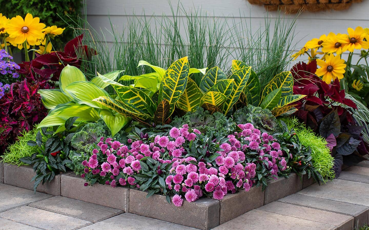 Delikatne różowe kwiaty gaury na wysokich cienkich zielonych pędach