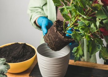 dsc 20231020 fikusa closeup 1769764718