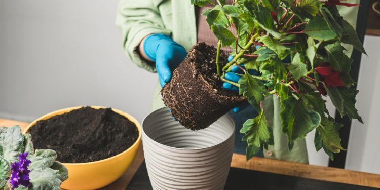 dsc 20231020 fikusa closeup 1769764718