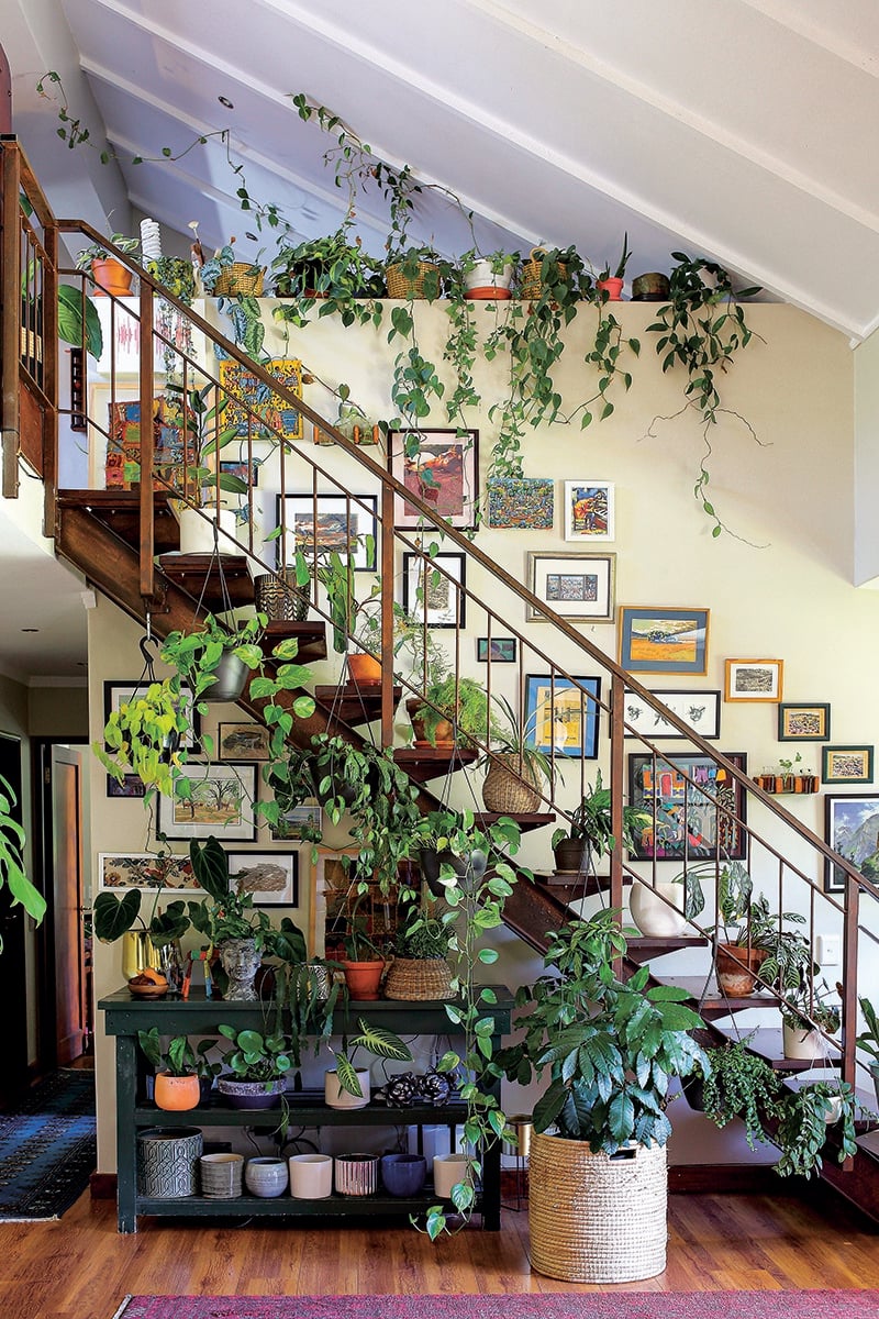 Bluszcz pnący wspinający się po murze obok schodów z gęstymi liśćmi