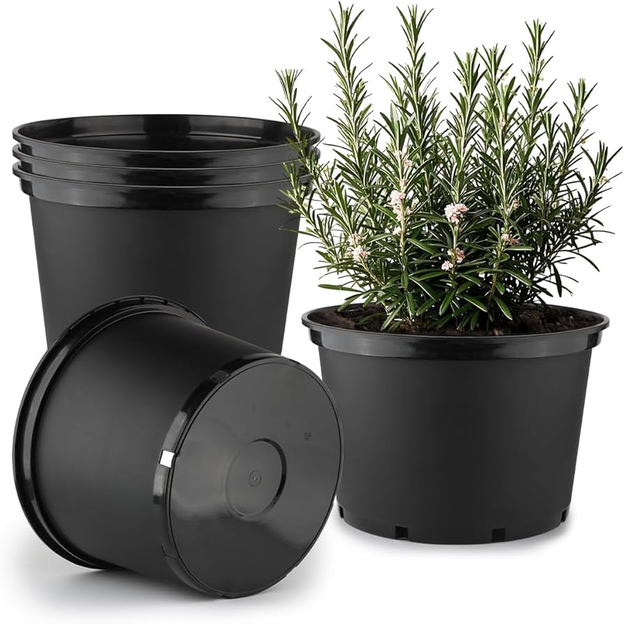 Schefflera arboricola w dużej doniczce Schefflera z parasolowatymi liśćmi w szerokiej glinianej doniczce na tarasie