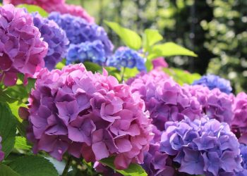 Kolorystyka ogrodu z wieloletnimi kwiatami kwitnącymi przez całe lato