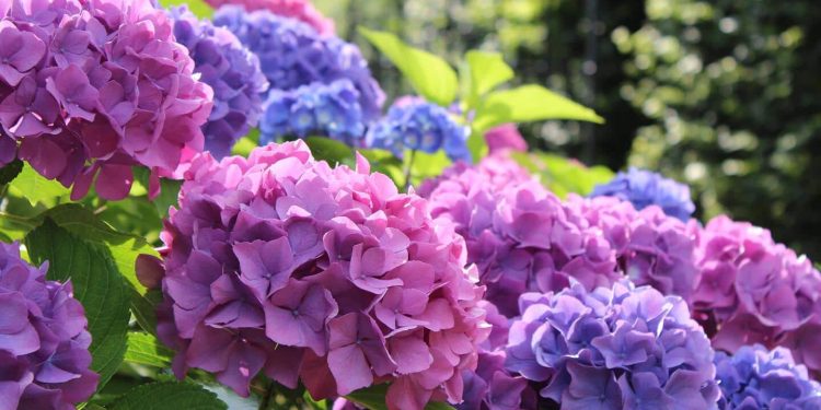 Kolorystyka ogrodu z wieloletnimi kwiatami kwitnącymi przez całe lato