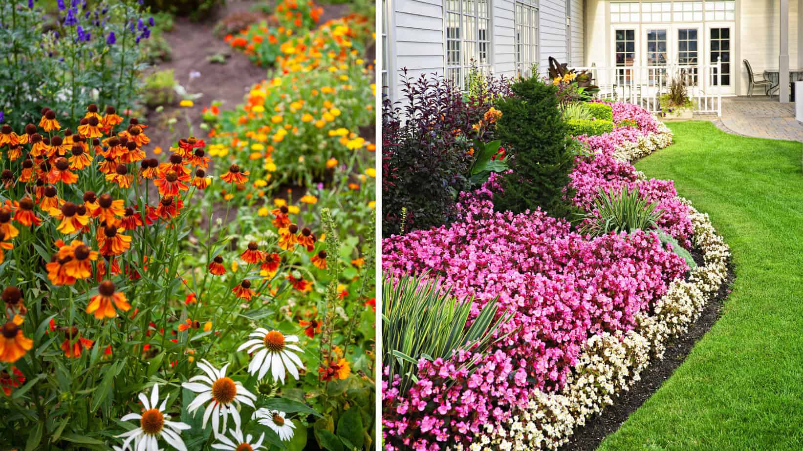 Żółte margerytki coreopsis z drobnymi płatkami na gęstych zielonych krzewach
