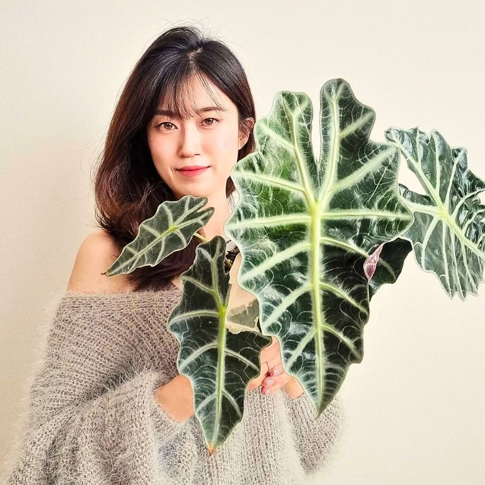 Alokazja do dużej doniczki w cieniu Alokazja z dużymi strzałkowatymi liśćmi w ciemnej ceramicznej doniczce w cieniu